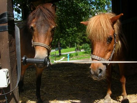Unsere beiden Ponys Angie und Medi