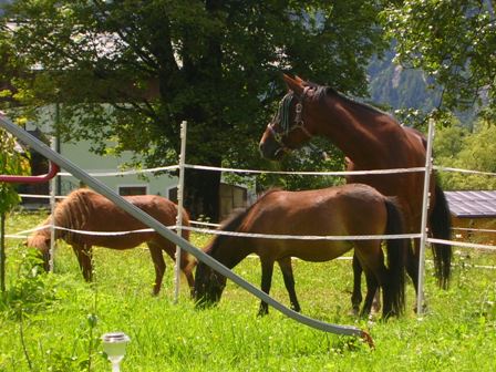 Unsere Pferde als natürlicher Rasenmäher Ponyreiten möglich